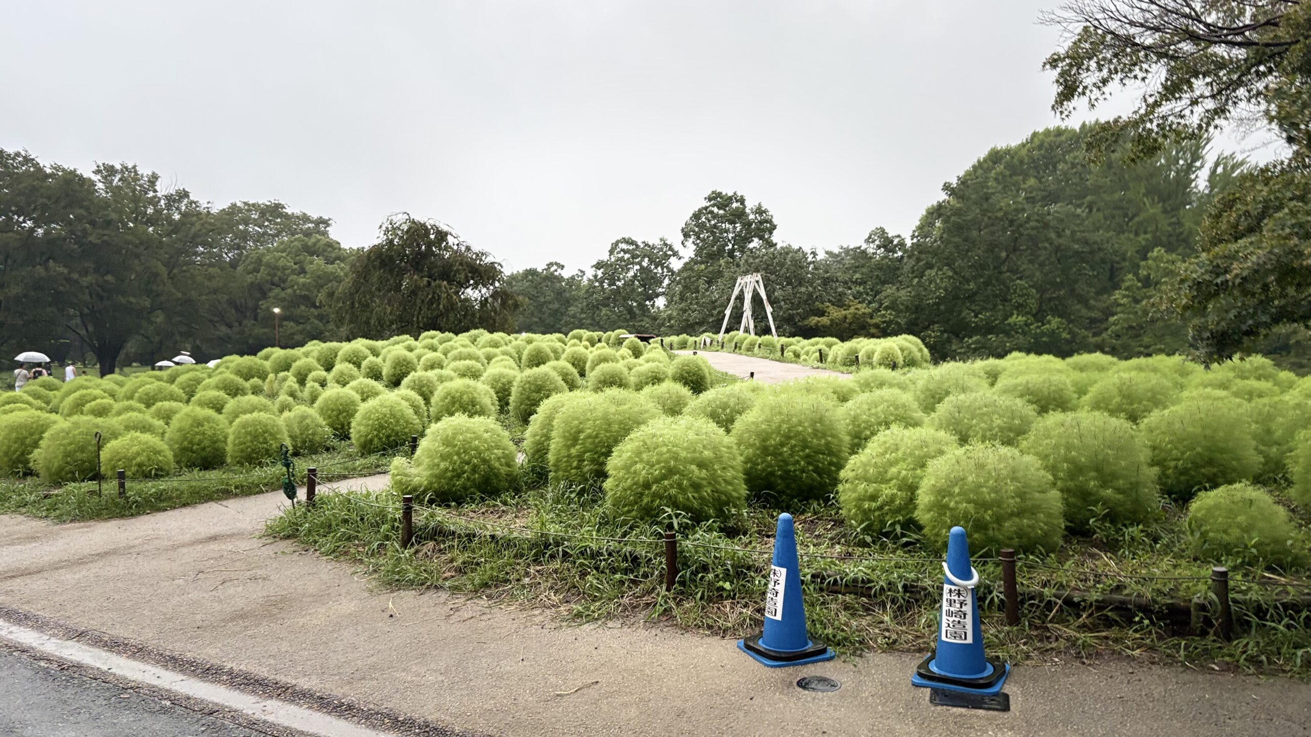 国営昭和記念公園みんなの原っぱ南花畑に植えられた、まだ緑色のコキア