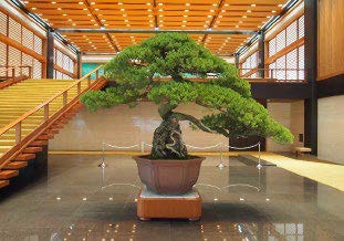 五葉松 銘「根上」樹齢390年