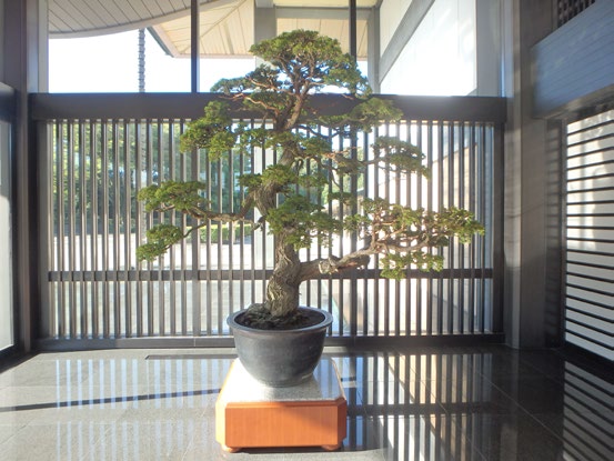 檜 樹齢340年
