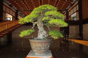 黒松 銘「鹿島」樹齢390年
