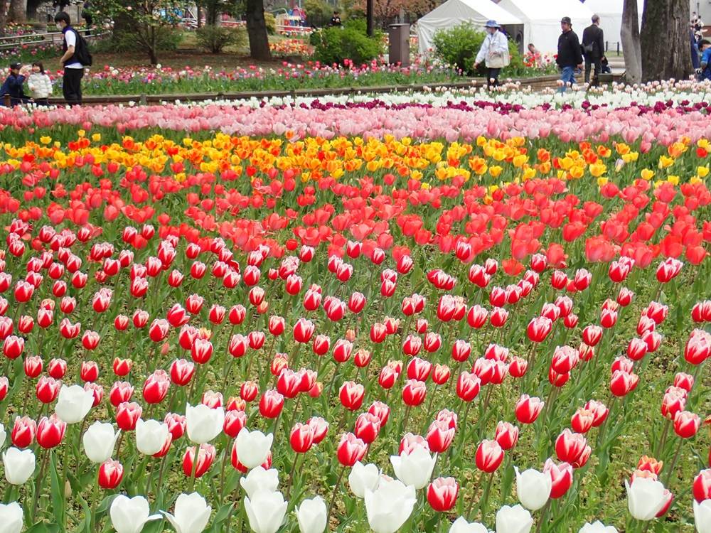 横浜グリーンエクスポまであと357日