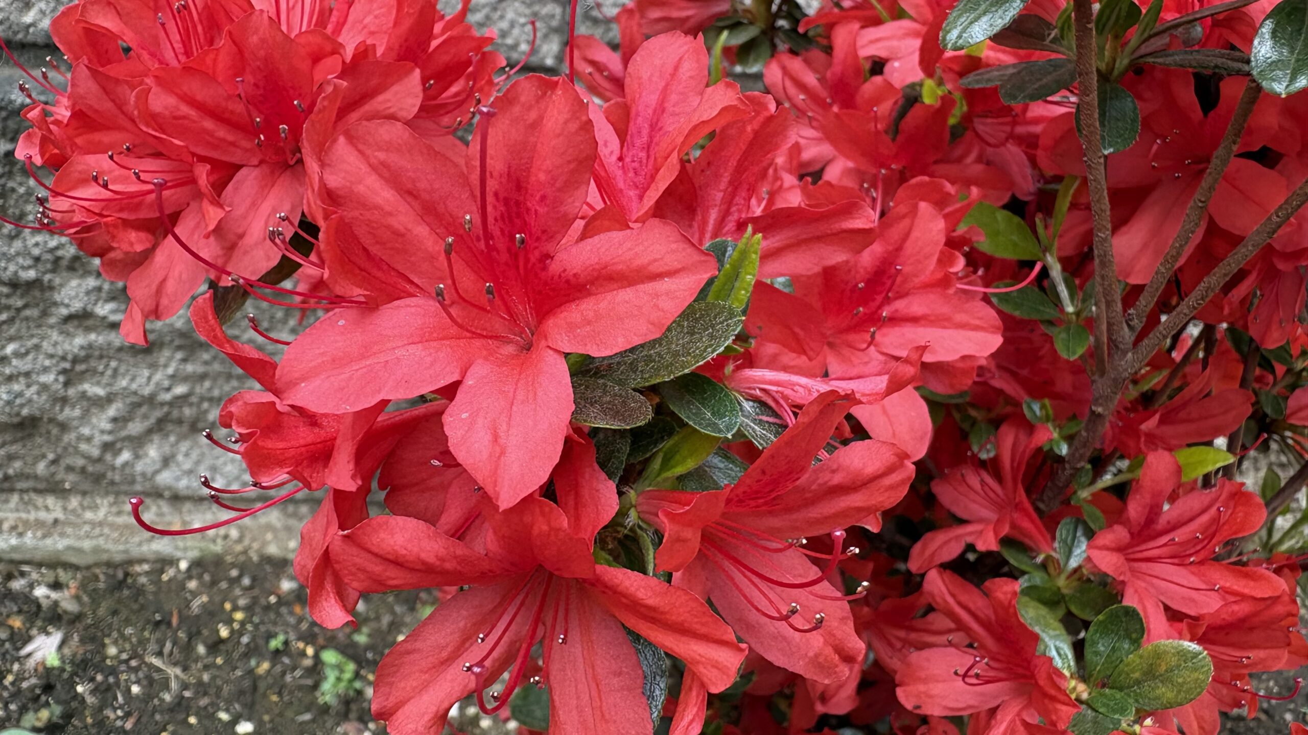 ＜コラム＞本霧島ツツジが花を咲かせました！