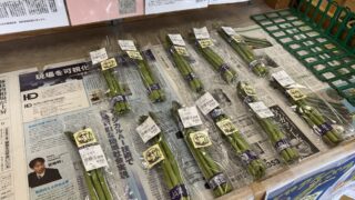【レポート記事】横浜園芸博の地で育つ新ブランド「せやアスパラ」とは