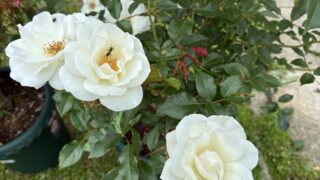 恩賜箱根公園「初夏のバラ展」