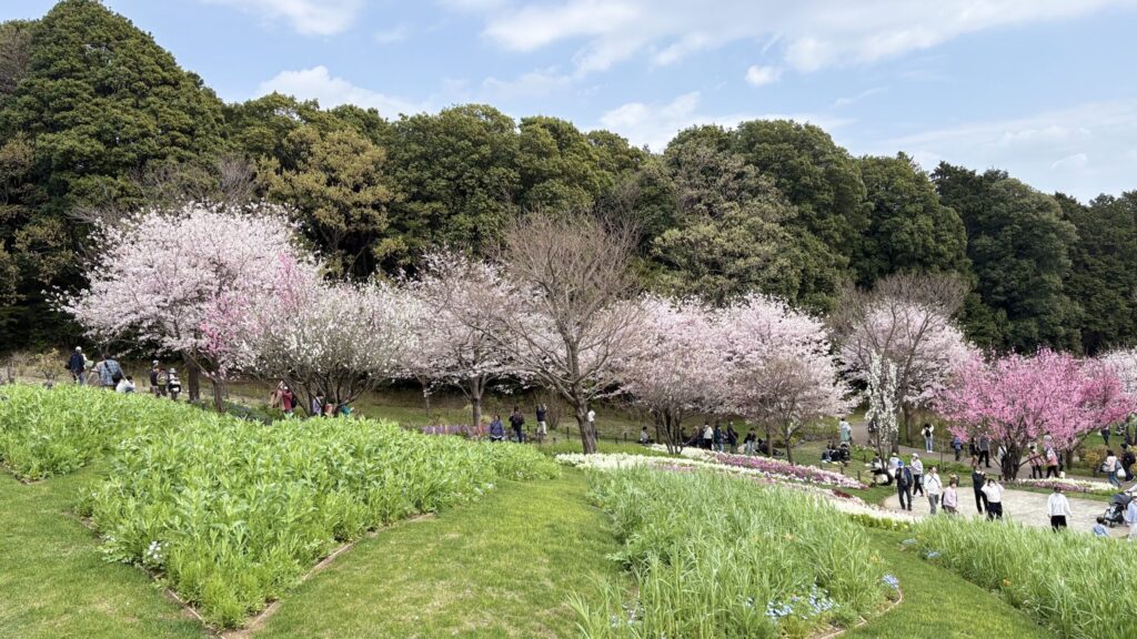 2026年春の里山ガーデンで咲いた桜と、訪れた大勢の来園者