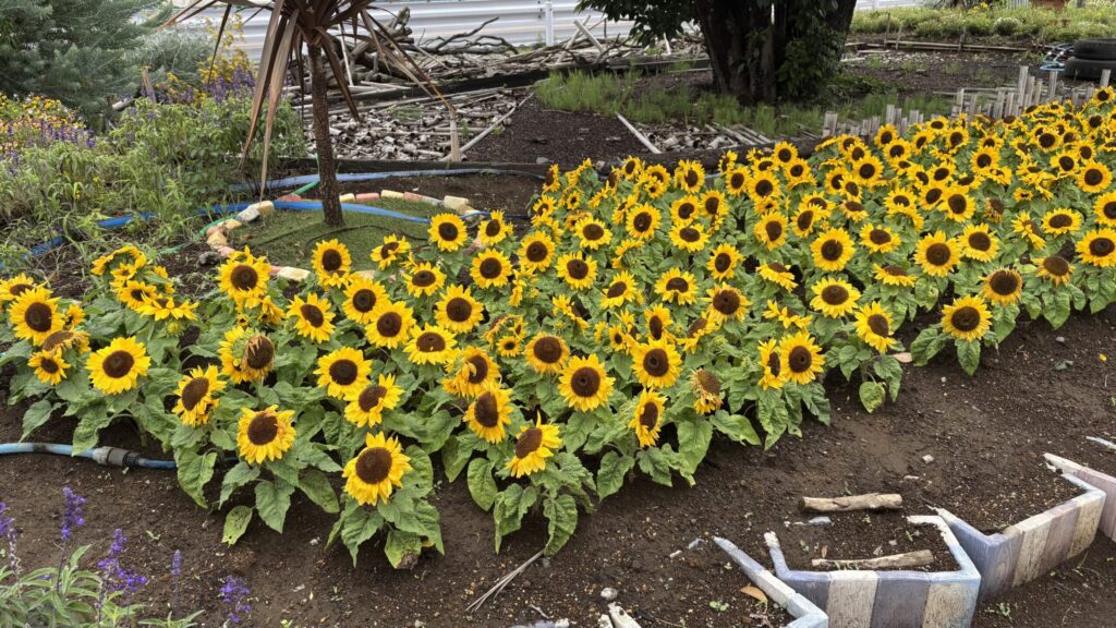 ヒマワリの花壇