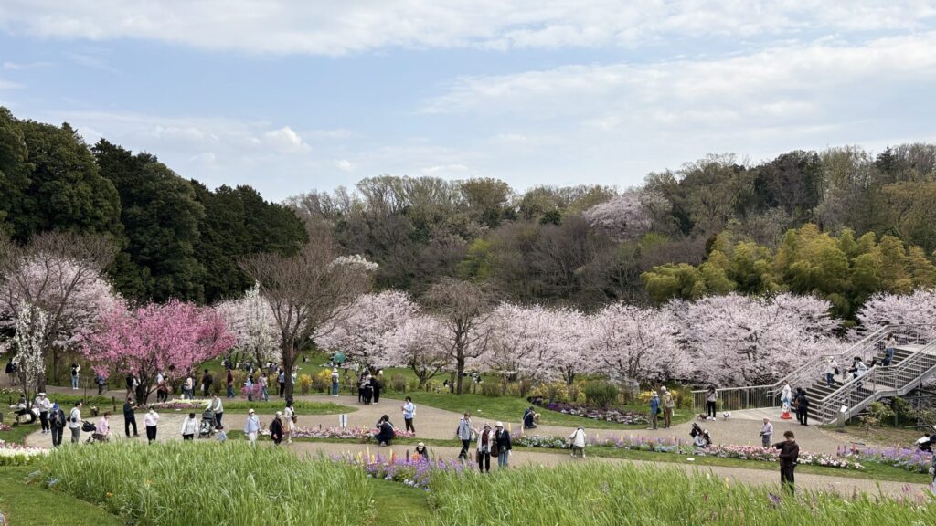 満開の桜