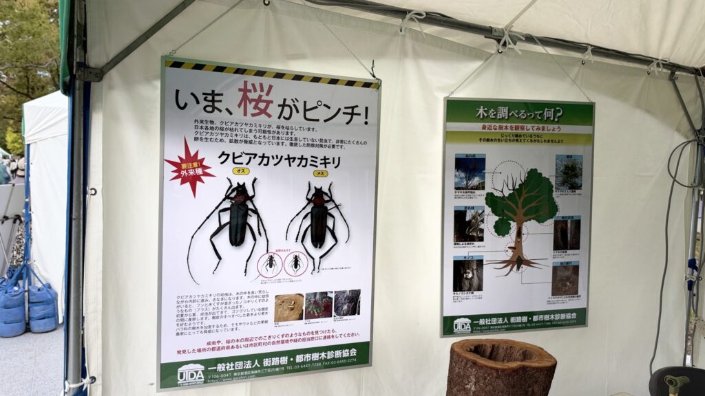 「いま、桜がピンチ！」と「木を調べるって何？」のパネル