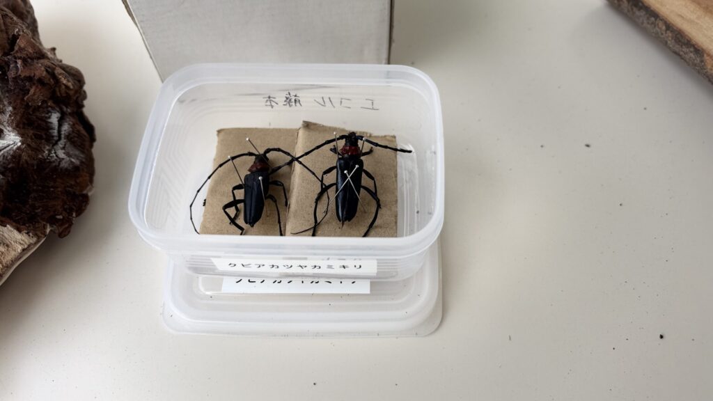 クビアカツヤカミキリの標本