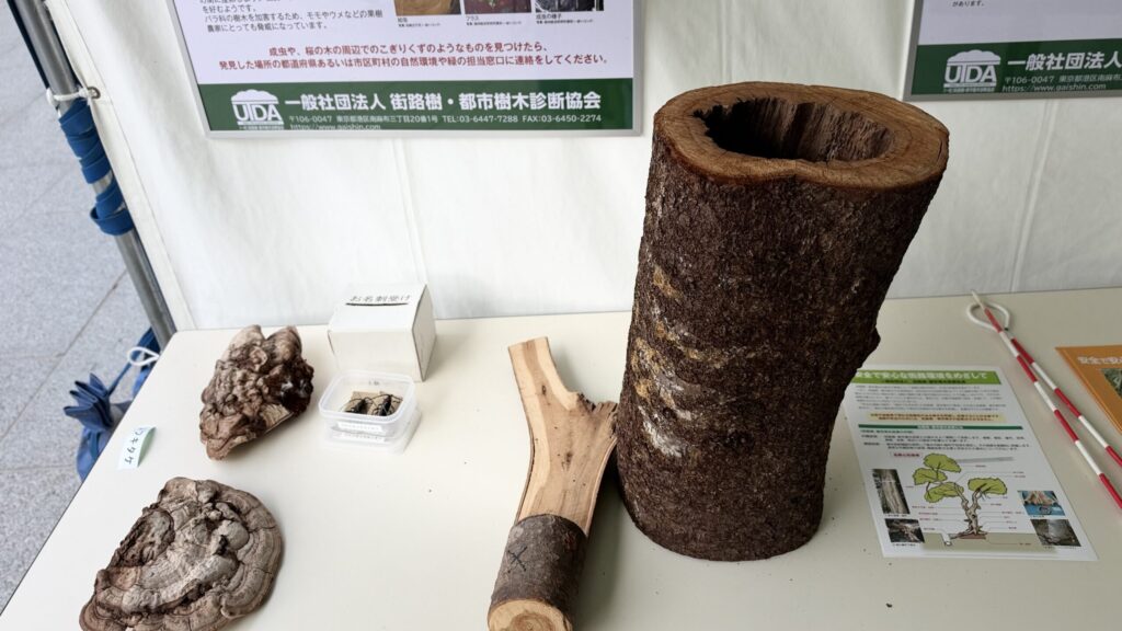 中が空洞になった幹と、キノコ・標本