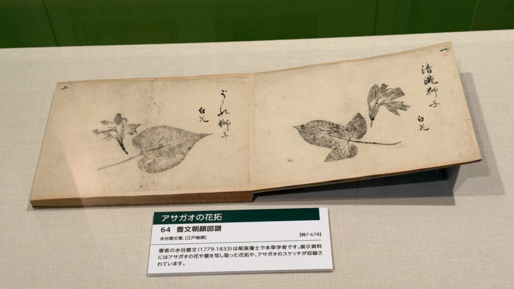 『豊文朝顔図譜』のアサガオの花拓