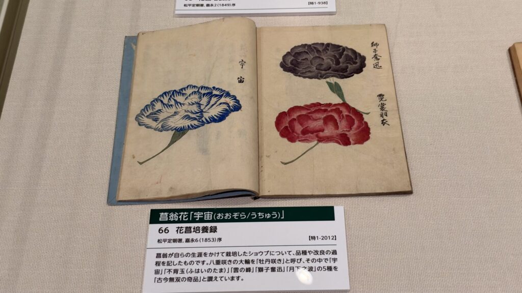 『花菖培養録』に描かれた菖翁花