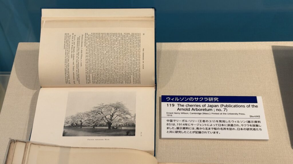ウィルソンの『The cherries of Japan』とサクラの写真
