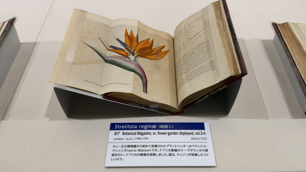 展示資料『Botanical Magazine』のストレリチアの図