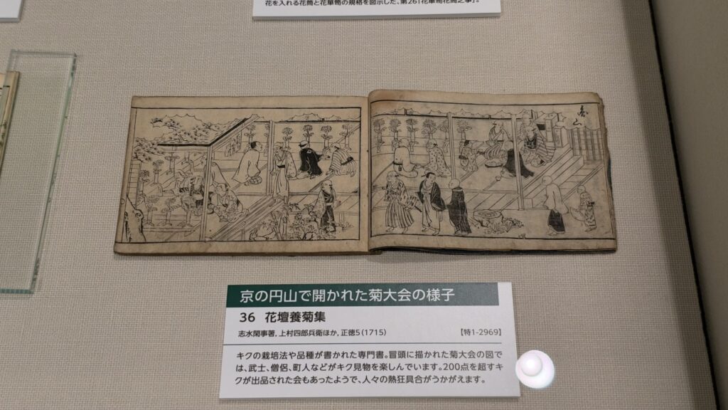 展示資料『花壇養菊集』と解説「京の円山で開かれた菊大会の様子」