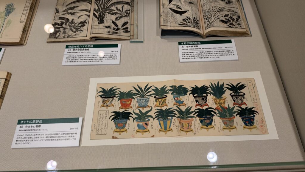 『小おもと名寄』に描かれた鉢植えのオモト