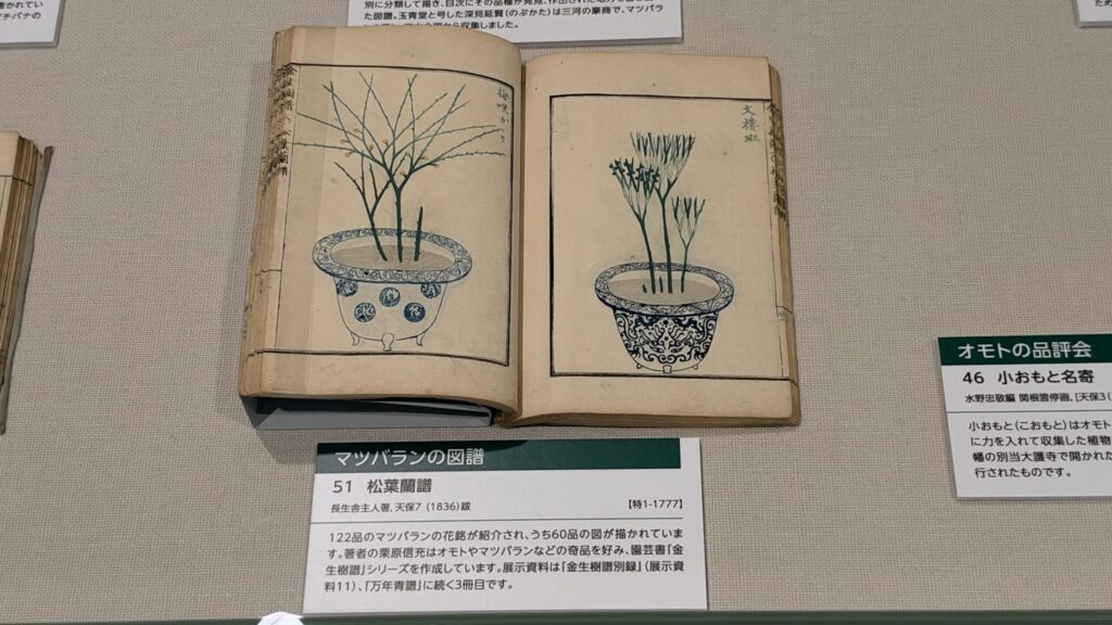 『松葉蘭譜』に描かれた鉢植えのマツバラン