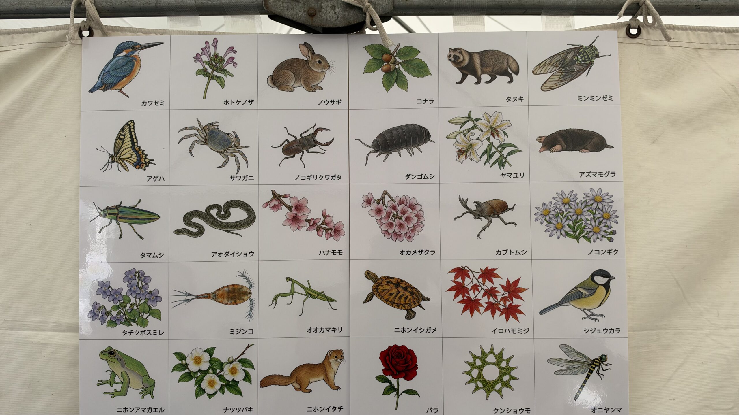テントに貼られた、色を塗る生き物の絵の一覧（カワセミ・サワガニ・タマムシなど）