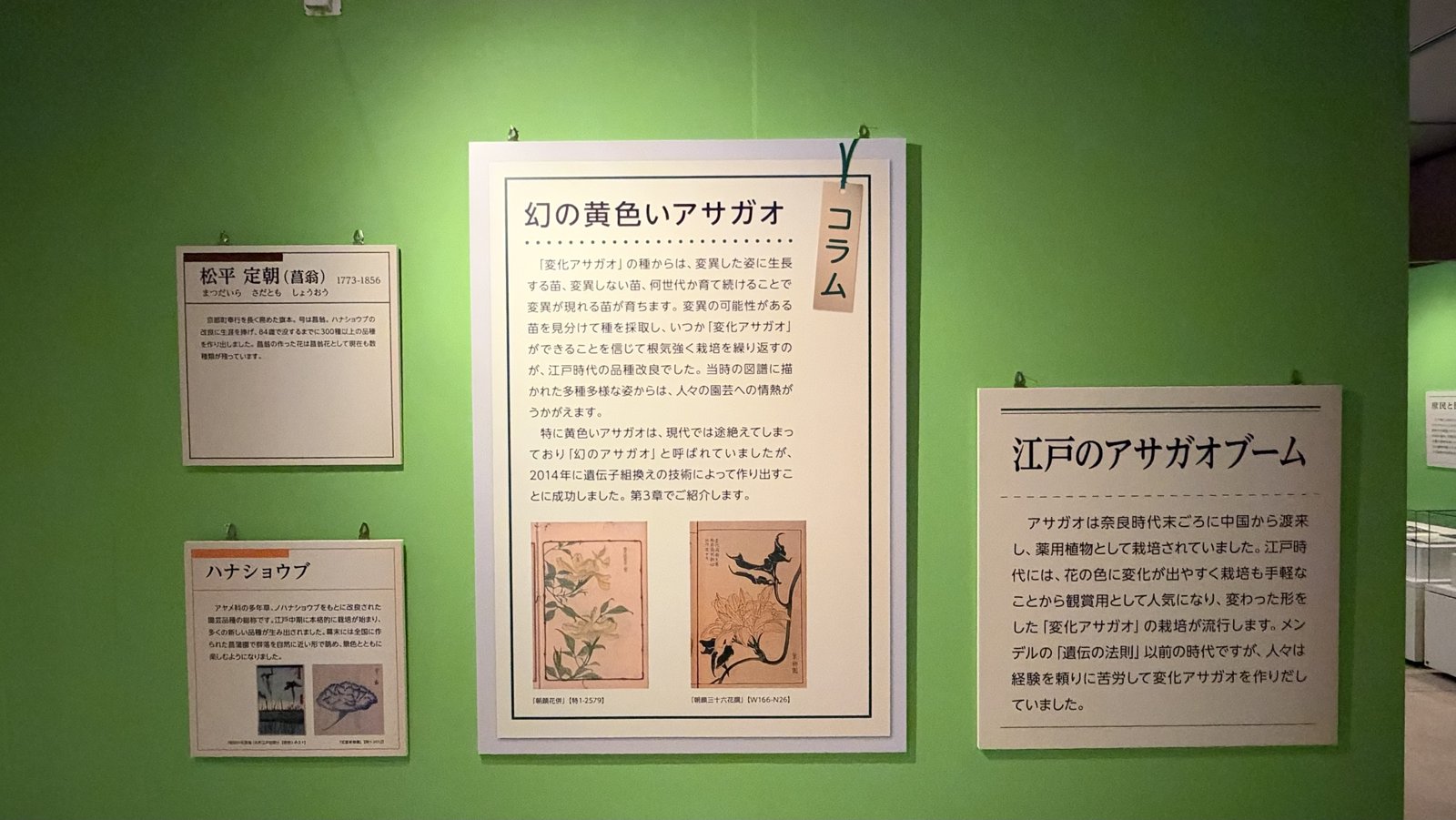 解説パネル「松平定朝(菖翁)」「ハナショウブ」とコラム「幻の黄色いアサガオ」