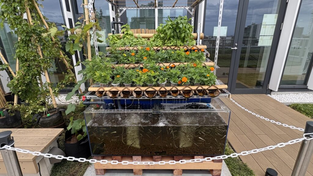 水槽の上に花苗を並べたアクアポニックスの栽培台