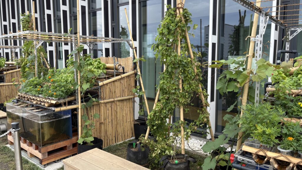 竹の支柱に植物がからむ栽培台と水槽