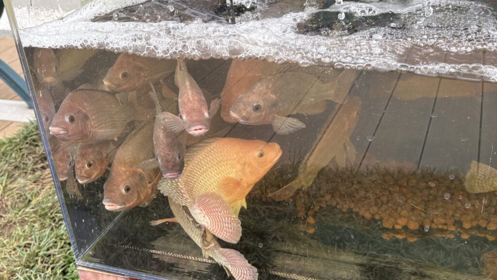 アクアポニックスの水槽で泳ぐ魚