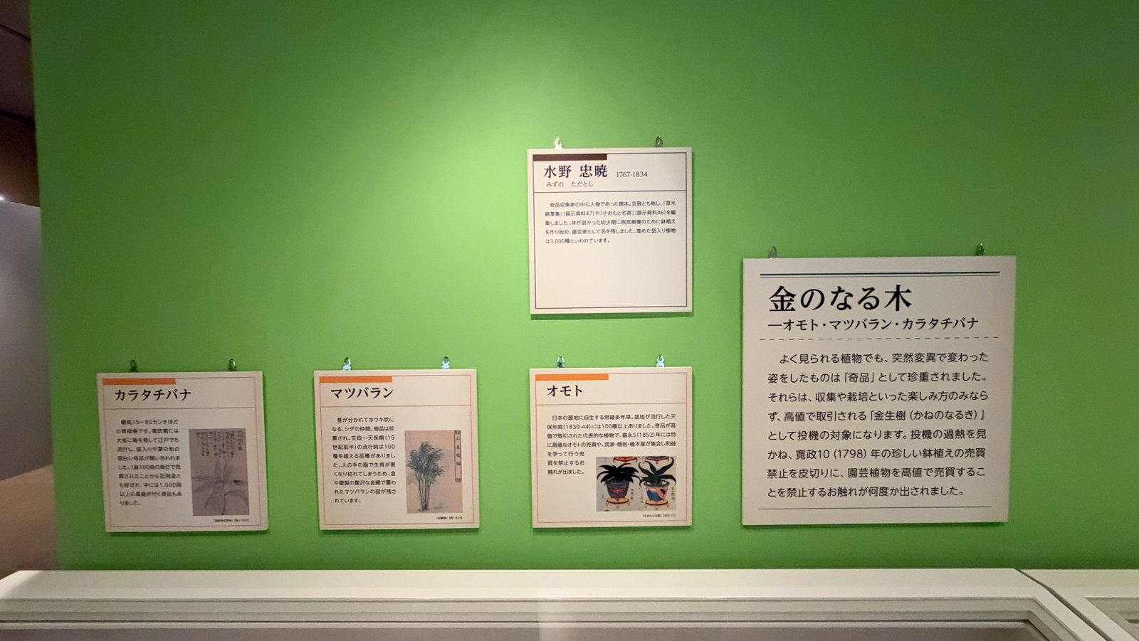 解説パネル「水野 忠暁」「金のなる木」