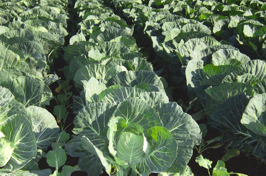 三浦半島の野菜畑(JAの展示イメージ)